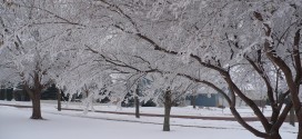 winter-trees-stashabella-flickrcreativecommons-posted-mhlivingnews-com-