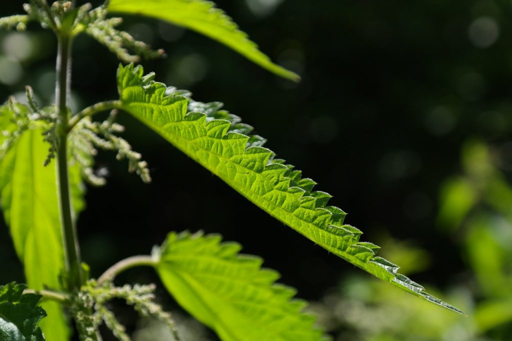 stinging-nettleUsedForMedicinalPurposes